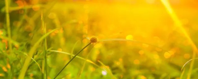 伏天2020时间表多少天