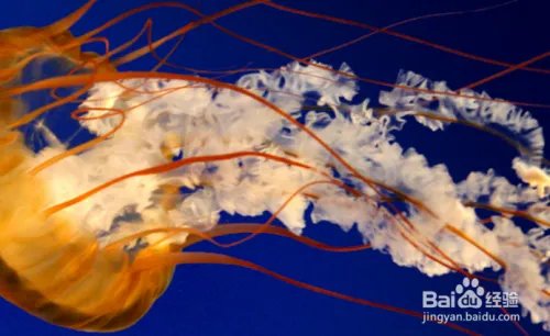 win7设置了动态幻灯片背景如何手动切换幻灯片