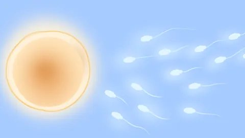 啤酒对精子的影响