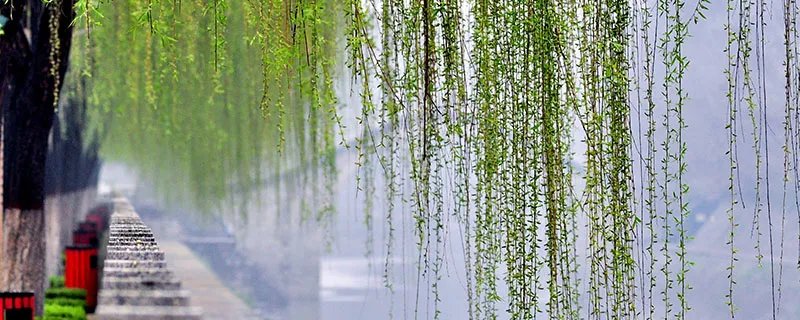 白色柳絮其实是柳树的 柳树上飘的白色絮是什么