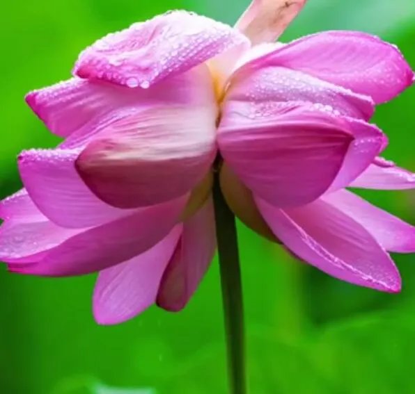 并蒂莲的象征意义是什么