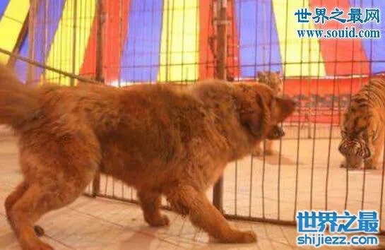 东北虎秒杀藏獒视频,东北虎和藏獒谁更厉害