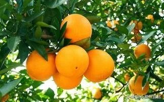 柑橘没有一干三枝怎么办?