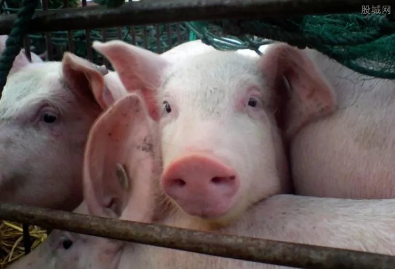 女民警转岗成猪倌 教授服刑人员新技能