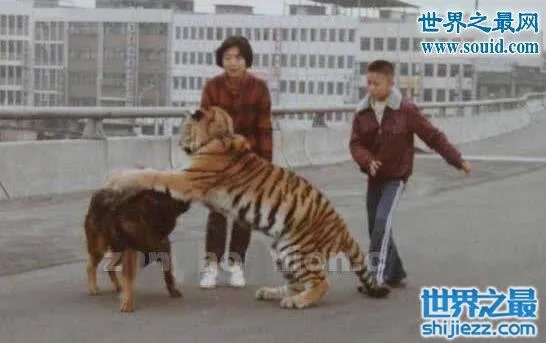 东北虎秒杀藏獒视频，东北虎和藏獒谁更厉害 