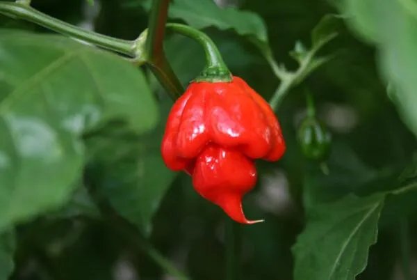 世界最辣的十种辣椒,无限辣椒上榜,第一辣度峰值达220万SHU