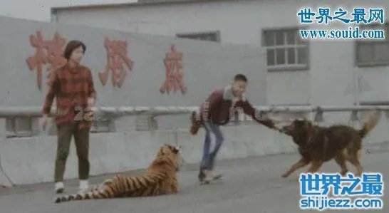 东北虎秒杀藏獒视频,东北虎和藏獒谁更厉害