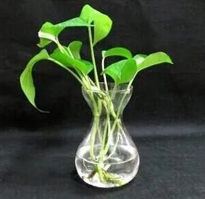 除甲醛权威公司有哪些?