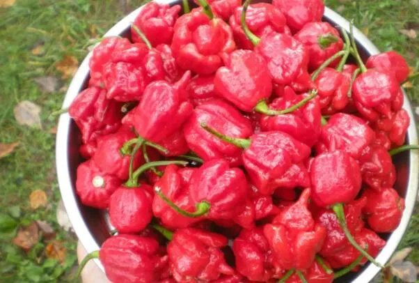 世界最辣的十种辣椒,无限辣椒上榜,第一辣度峰值达220万SHU