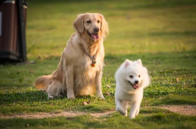 属狗2020年运势及运程 属狗人2020年全年每月运程