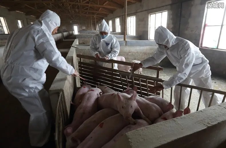 猪瘟疫情最新消息 广东发生首例非洲猪瘟疫情