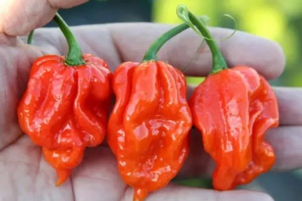 世界最辣的十种辣椒,无限辣椒上榜,第一辣度峰值达220万SHU