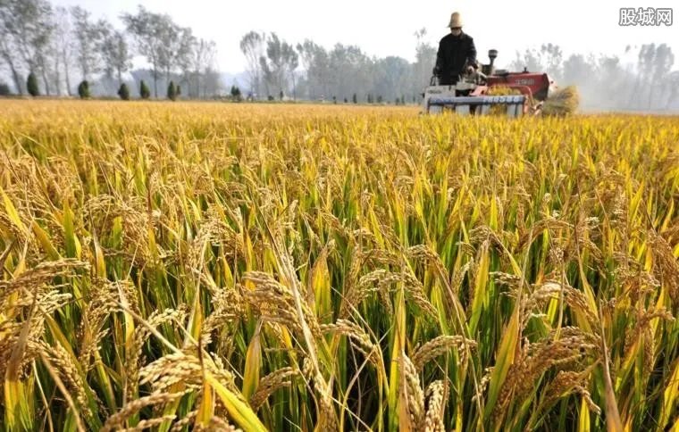 多国禁止粮食出口 对我国影响有多大