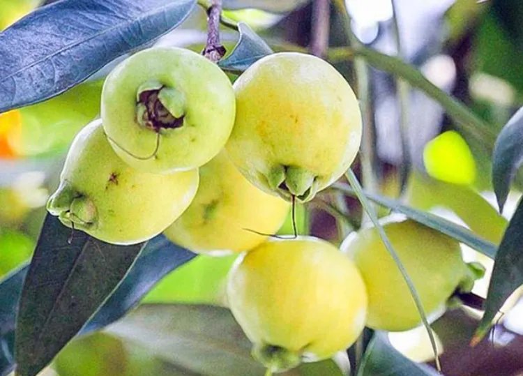 蒲桃的功效与作用