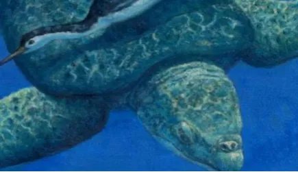 恐龟：史上最大的海龟，也是已经灭绝了的海洋生物