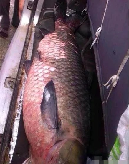 百年水库泄洪 竟冲出这庞然大物（图）