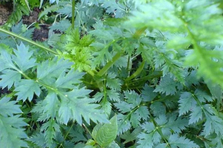 消肿止痛草药图片和名称