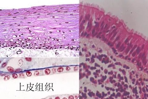 什么是人体组织？