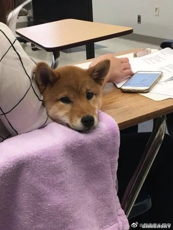 欧美女生vs亚洲女生的自拍 微胖界天花板的囧图