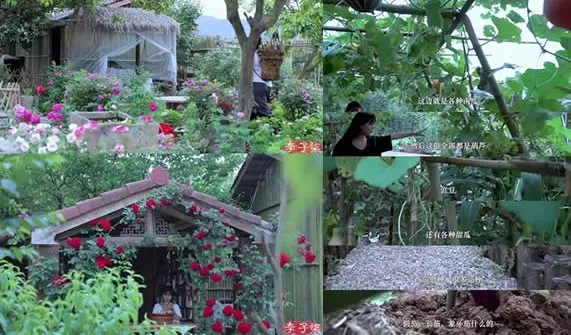 李子柒家的院子全景图 真实场景原来是这样子的