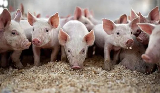 生猪价格连续13周下降的原因是什么？