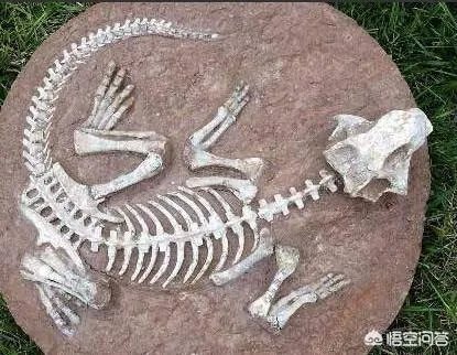 科学家发现2.2亿年前恐龙墓，谁给安葬的呀？