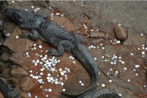 鳄鱼池变许愿池是怎么回事？