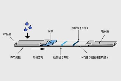 新冠抗原检测卡怎么看结果