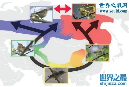 猪人是真的吗,真实的猪人图片事件大揭秘