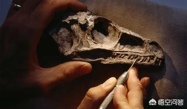 科学家发现2.2亿年前恐龙墓，谁给安葬的呀？