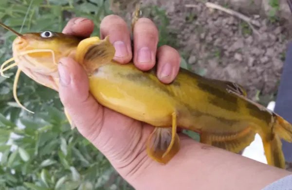 钓嘎鱼用什么饵料最适合