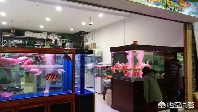 长春有哪些花鸟鱼市场？