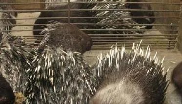 豪猪的养殖前景，养殖豪猪的前景如何