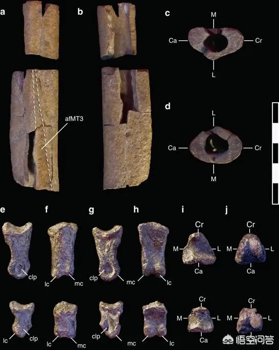 新发现的霸王龙物种有何特征?