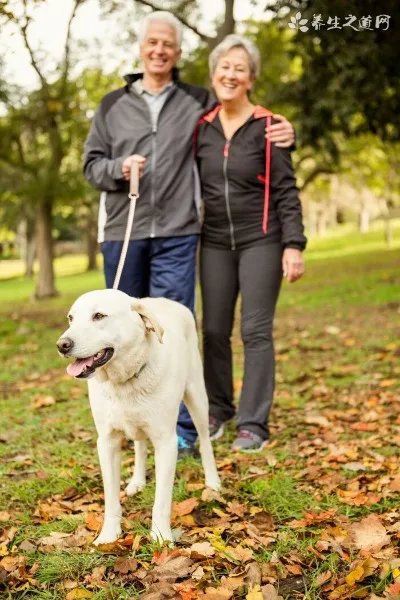 英国古代牧羊犬价格 英国古代牧羊犬多少钱一只