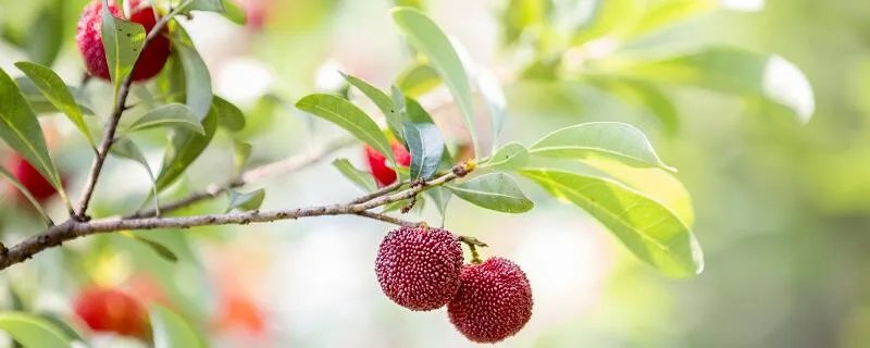 望梅止渴的人物 望梅止渴的主人公