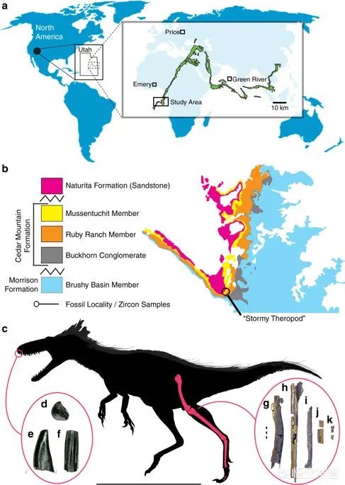 新发现的霸王龙物种有何特征?