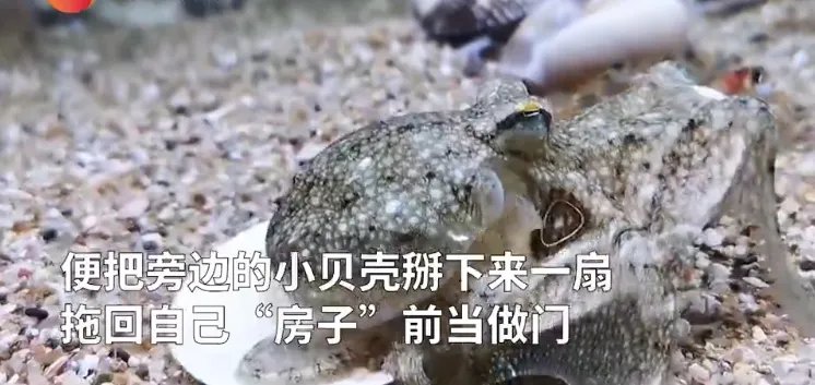 你怎么看待章鱼拆贝壳当房门的奇葩操作呢?