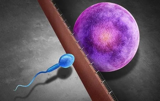 女性排卵期体温曲线图