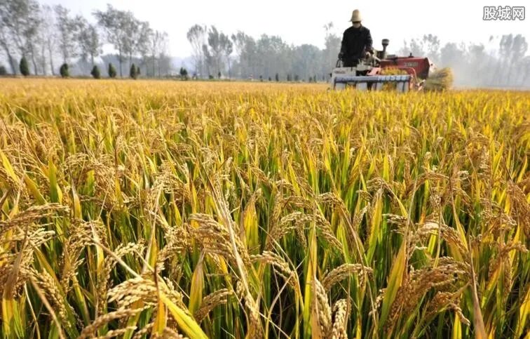 沙漠种植水稻成功 首次亩产超500公斤将造福全人类