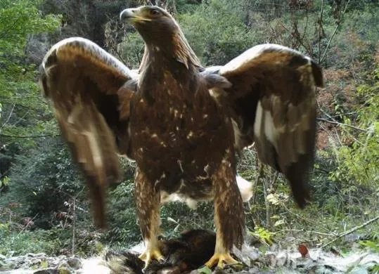 神农架现身1.2米金雕怎么回事 金雕是什么品种长什么样