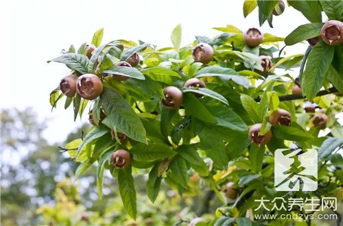  鲜枸杞怎么保存