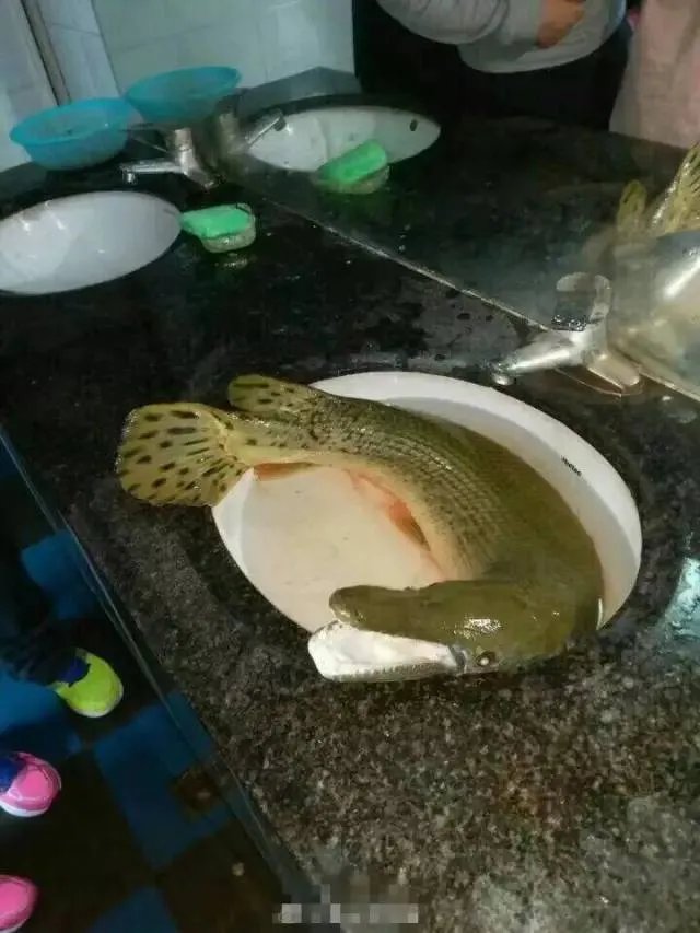 网曝高校钓起怪鱼 十种最恶心怪鱼排行榜