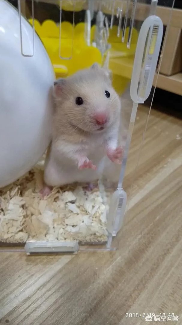 为什么百度仓鼠吧有这么多的圣母？