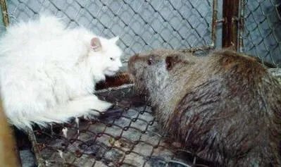 黑龙江30斤大老鼠真相:你见过最大的老鼠多大(图)