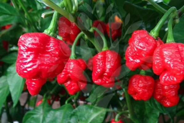 世界最辣的十种辣椒,无限辣椒上榜,第一辣度峰值达220万SHU