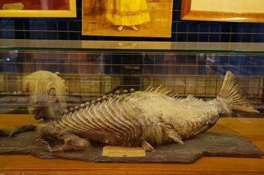 美人鱼照片真身吓死人?美人鱼是否真实存在呢?