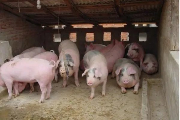 广州的猪肉价格迎来“5连跌”，是什么原因导致下跌的？