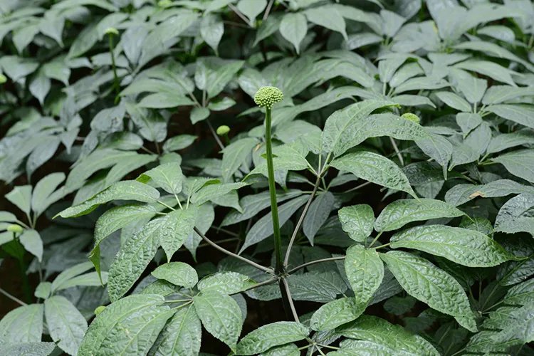 消肿止痛草药图片和名称