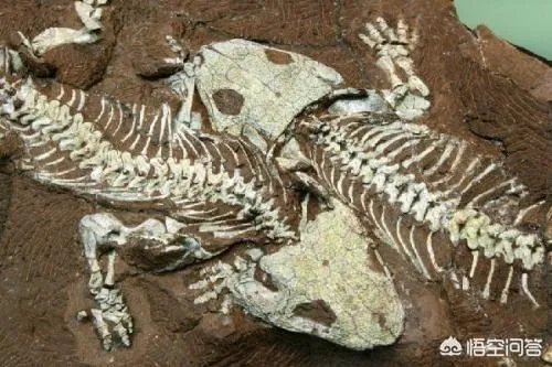 科学家发现2.2亿年前恐龙墓，谁给安葬的呀？